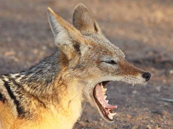 jackal स्यालले टोकेर १८ घाइते