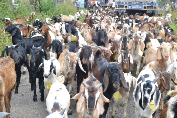 khasi-boka खसीमा आत्मनिर्भर