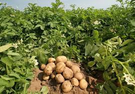download वर्षासँगै आएको बाढीले धानखेती नष्ट, आलुखेतीमा वृद्धि
