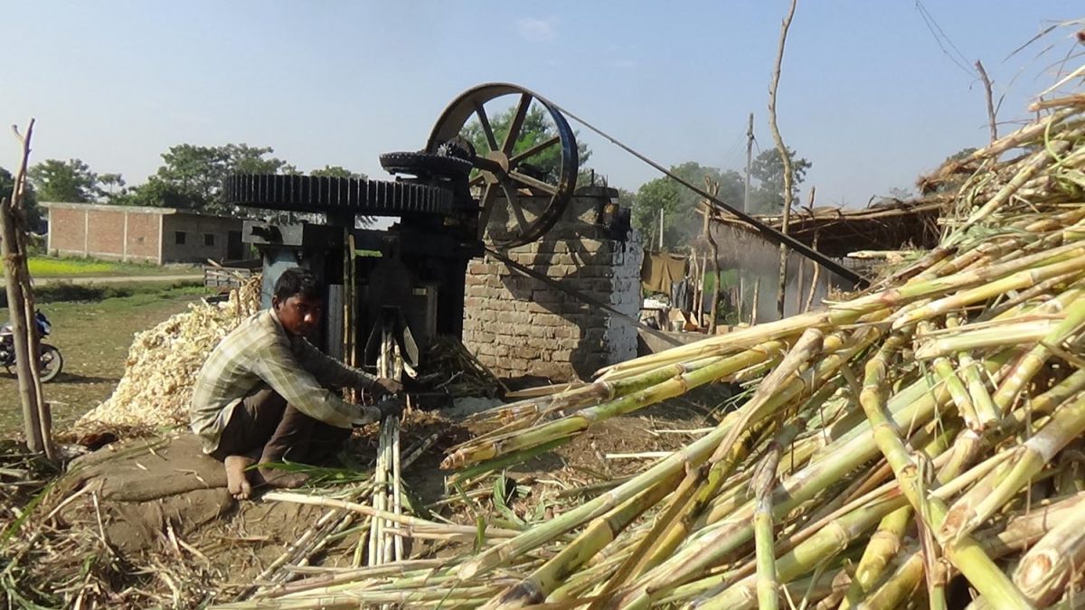 धमाधम उखु पेल्दै किसान