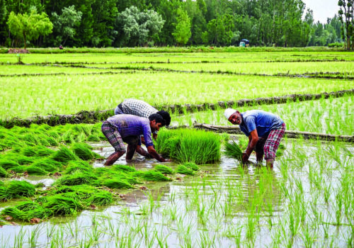 सम्पादकीयः धान उत्पादन बढाउन सिँचाइ सुविधाको विकास गरौँ