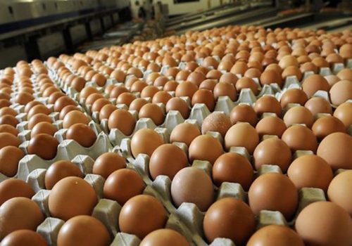 बढ्यो अण्डाको माग र  मूल्य