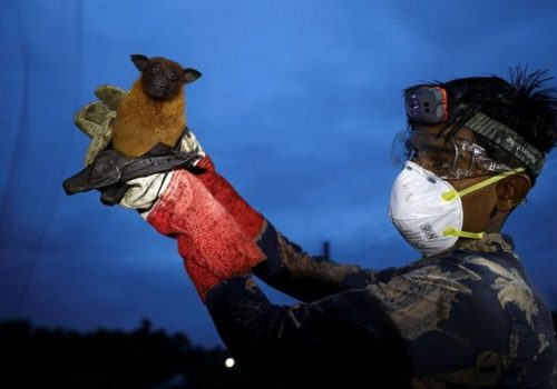 निपाह भाइरसको जोखिम कति? यस्तो छ विश्व स्वास्थ्य संगठनको पछिल्लो मूल्याङ्कन